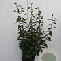 Elaeagnus ebbingei 100-110 cm 10L