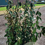 Elaeagnus ebbingei 125-150 cm 20L