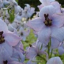 Delphinium 'Morgentau' GM  P11