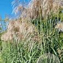 Miscanthus giganteus 'Meidl' GM  P11