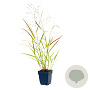 Panicum virgatum 'Heavy Metal' GM  P11