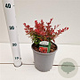 Berberis thunb. 'Ruby Star' 30-35 cm 2,0L