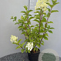 Hydrangea pan. 'Silver Dollar' 50-60 cm 3,0L