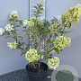 Hydrangea pan. 'Silver Dollar' 50-60 cm 5,0L