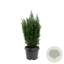 Chamaecyparis l. 'Ellwoodii' 30-40 cm 3,0L