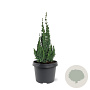 Chamaecyparis l. 'Wissel's Saguaro' 30-40 cm 3,0L