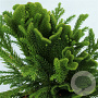 Cryptomeria j. Serama 20-25 cm 3,0L