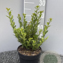 Ilex crenata 'Caroline Upright' 20 cm 2,0L