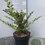 Ilex crenata 'Convexa' 20 cm 2,0L
