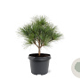Pinus strobus 'Radiata' 25-30 cm 3,5L