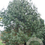 Pinus wallichiana 600-700 cm draadkluit solitair