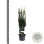 Taxus b. 'Fastigiata' 50-60 cm 3,0L