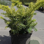 Taxus b. 'Summergold' 30-40 cm 5,0L
