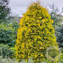 Thuja occ. 'Yellow Ribbon' 40-50 cm 3,0L