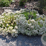 Sedum 'Thundercloud' GM P9