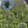 Salvia nem. 'Mainacht' GM 2,0L