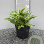 Dryopteris f.-m. 'Crispa' GM 2,0L