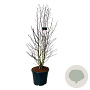 Magnolia loebneri 'Merrill' 170-200 cm cont. 55L extra