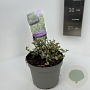 Ceanothus impressus 'Cool Blue' 10 cm 2,0L