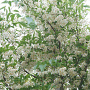 Styrax japonicus fargesii 200-225 cm cont. 80L