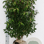 Prunus l. 'Angustifolia' 80-100 cm met kluit struik
