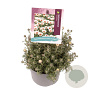 Rhodanthemum 'Casablanca' GM 2,0L