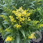 Solidago 'Little Lemon' GM P9