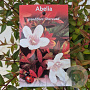 Abelia grandifl. 'Sherwood' 25-30 cm 3,0L