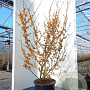 Hamamelis int. 'Jelena' 100-125 cm 20L najaarspotting