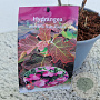 Hydrangea querc. 'Ruby Slippers' 30-40 cm 2,5L