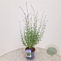 Perovskia atripl. 'Little Spire' 40-45 cm 2,5L