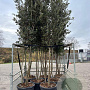 Quercus ilex 300-350 cm cont. 90L meerstammig