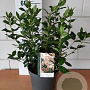 Viburnum tinus 30-35 cm 5,0L