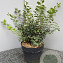 Spiraea betulifolia 'Tor' 40-50 cm 5,0L