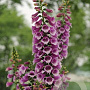 Digitalis purp. 'Dalmatian Purple' GM  P11