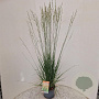 Molinia caerulea 'Heidebraut' 110-120 cm 4,0L