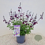 Salvia 'Nachtvlinder' 30-40 cm 2,5L
