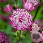 Astrantia 'Hadspen Blood' GM P9