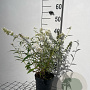 Buddleja d. 'Nanho White' 40-60 cm 2,0L