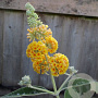 Buddleja weyer. 'Sungold' GM 3,0L leverbaar