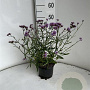 Verbena bon. 'Lollipop' GM 2,0L