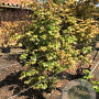 Acer palmatum 175-200 cm 20L