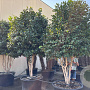 Camellia japonica GM cont. 450L meerstammig solitair