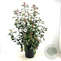 Photinia fraseri 'Red Robin' 100-125 cm 10L