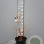 Viburnum plic. Kilimandjaro 60-80 cm 7,5L