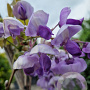 Wisteria brach. 'Okayama' 175-200 cm 10L