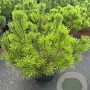 Pinus mugo mugo 50-60 cm 12L