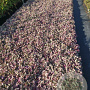 Ajuga reptans 'Burgundy Glow' GM P9