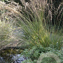 Molinia caerulea 'Moorhexe' GM P9