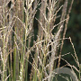 Molinia caerulea 'Moorhexe' GM P9